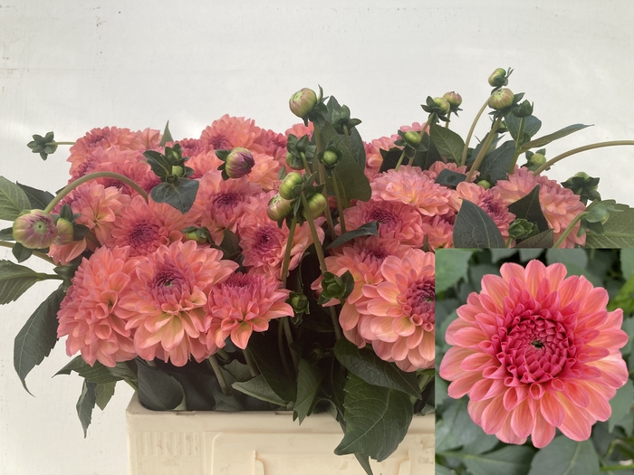 <h4>Dahlia Sebastian Punthuis</h4>