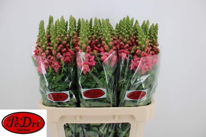 <h4>Antir Cool Rose</h4>