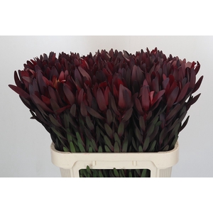 Leucadendron Saf Sunset Dark R.