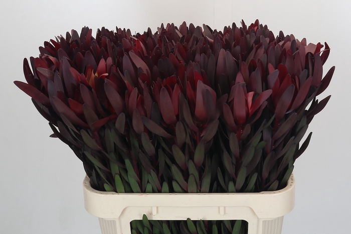 <h4>Leucadendron Saf Sunset Dark R.</h4>