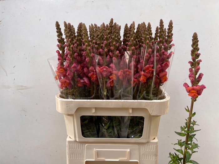 <h4>Antirrhinum Pot Dark Orange</h4>