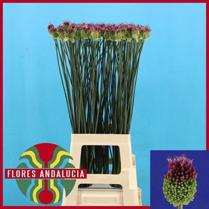 ALLIUM SPHAEROCEPHAL