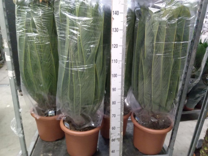 <h4>Cycas revoluta</h4>