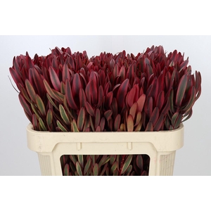 Leucadendron Jester