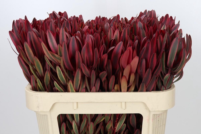 <h4>Leucadendron Jester</h4>