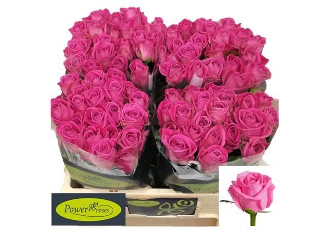 <h4>ROSA GR 'AQUA'</h4>