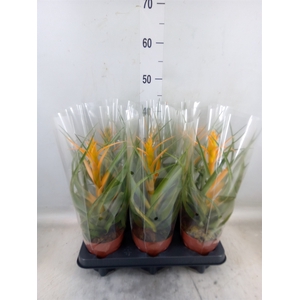 Tillandsia