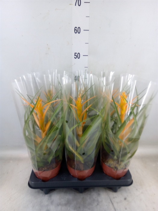 <h4>Tillandsia</h4>