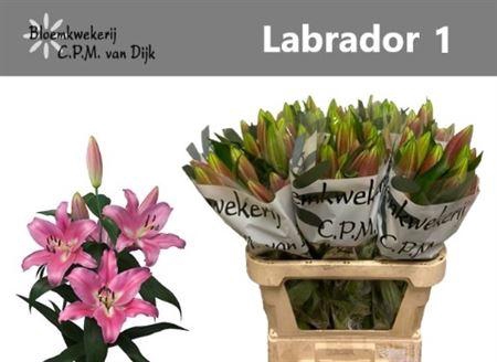 <h4>Li Ot Labrador</h4>