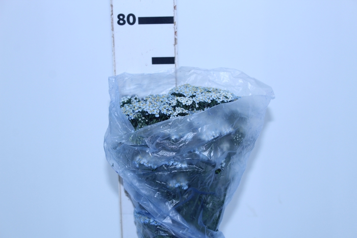 ACHILLEA MILLEFOLIUM AZUL TINTURADA 070 CM