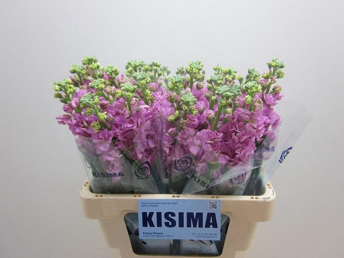 <h4>MATTH IRON PINK</h4>