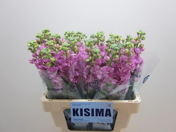 <h4>MATTH IRON PINK</h4>