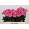 Dahlia Esli