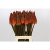 Kniphofia Alcazar