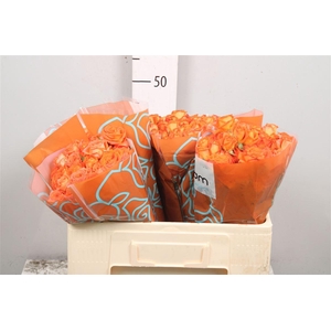 R Tr Orang Dimension X5