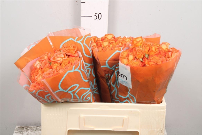 <h4>R Tr Orang Dimension X5</h4>