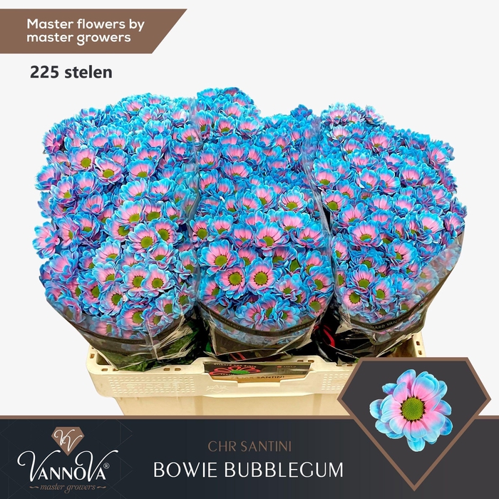 <h4>Chr S Bowie Bubblegum</h4>