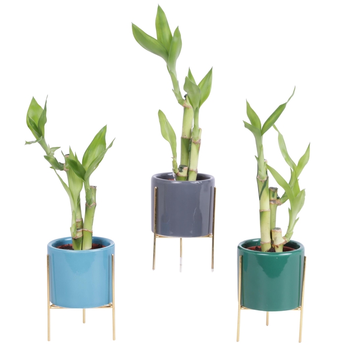 <h4>Lucky Bamboo Toef in Ø08cm Ceramic Pot On Gold Frame</h4>