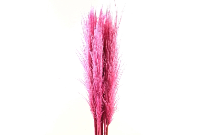 Cortaderia Cerise