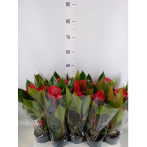 Anthurium andr. 'Picanta Red'