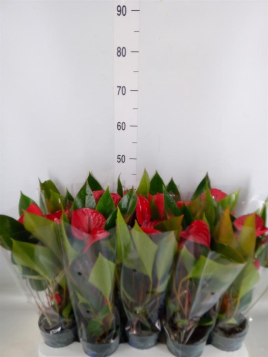 <h4>Anthurium andr. 'Picanta Red'</h4>