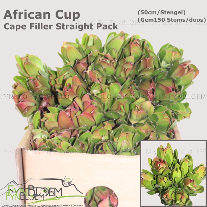 <h4>LEUCAD LAUREL YELLOW</h4>