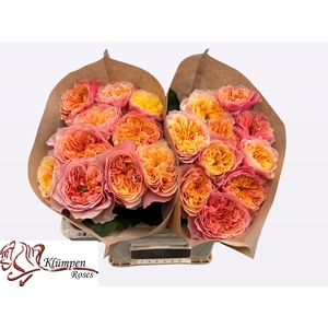 R GR KENSIN GARDENS!