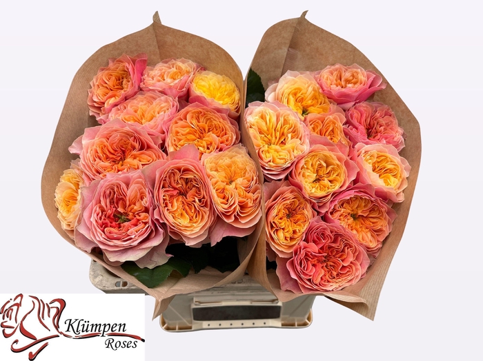 <h4>R GR KENSIN GARDENS!</h4>