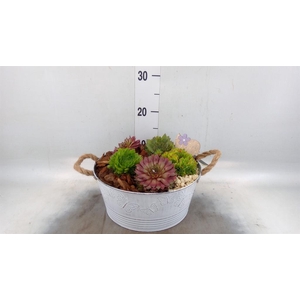 Arr.  Sempervivum L%