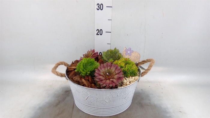 <h4>Arr. Sempervivum L%</h4>