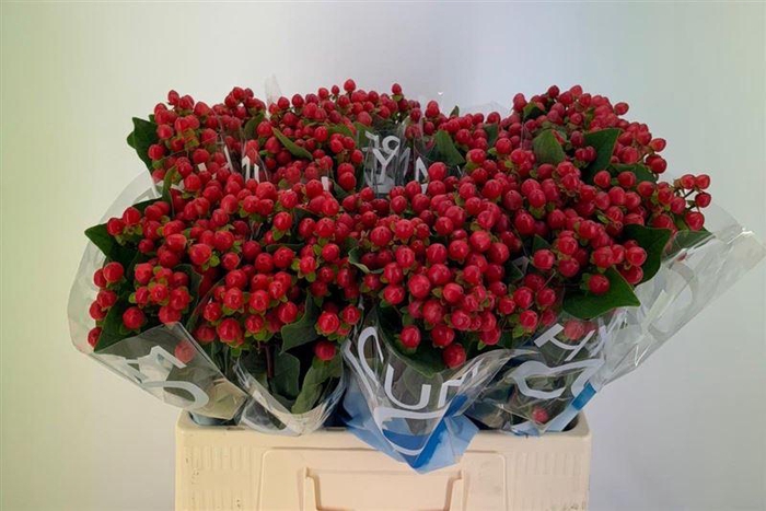 <h4>Hyp Coco Rio</h4>