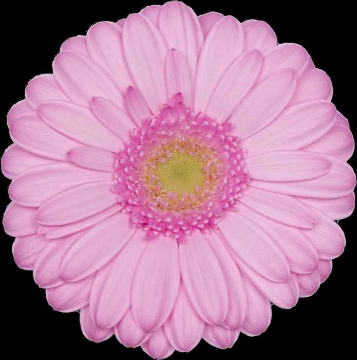 <h4>GE MI KIMSEY</h4>