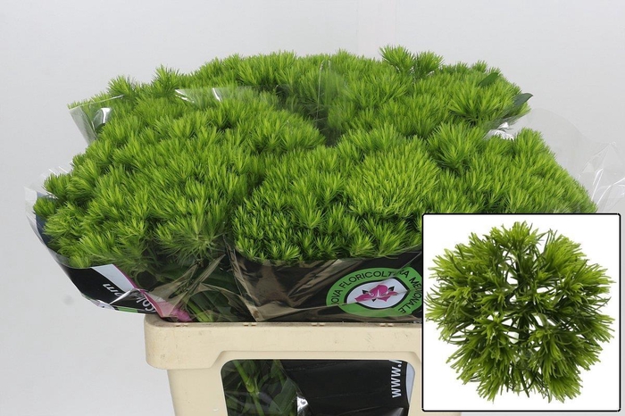 <h4>DI BARB KIWI MELLOW</h4>