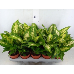 Dieffenbachia  'Compacta'