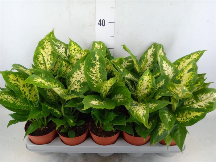 <h4>Dieffenbachia  'Compacta'</h4>