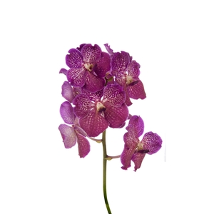Vanda Deep Blush X16