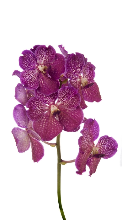 <h4>Vanda Deep Blush X16</h4>