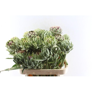 Cynara Sc Green Globe