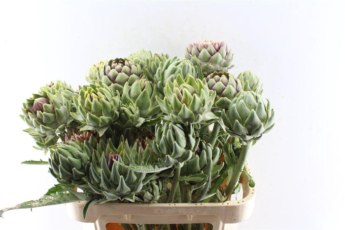 <h4>Cynara Sc Green Globe</h4>