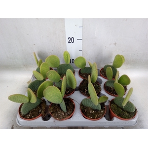 Opuntia microdasys