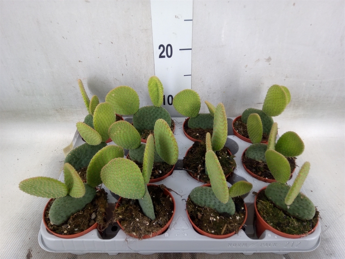 <h4>Opuntia microdasys</h4>