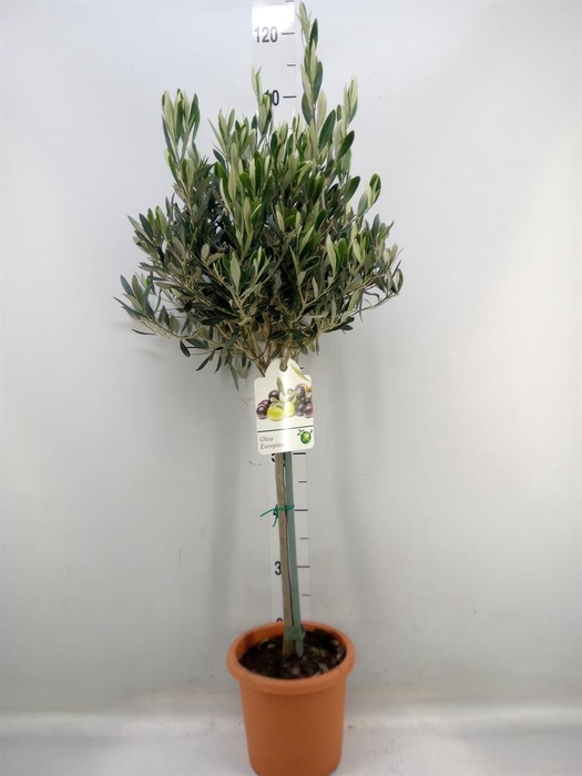 <h4>Olea europaea</h4>