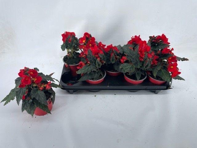 <h4>Begonia Florencio red</h4>