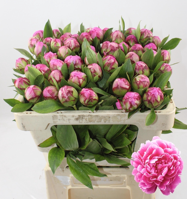 <h4>PAEO L ALEX FLEMING</h4>