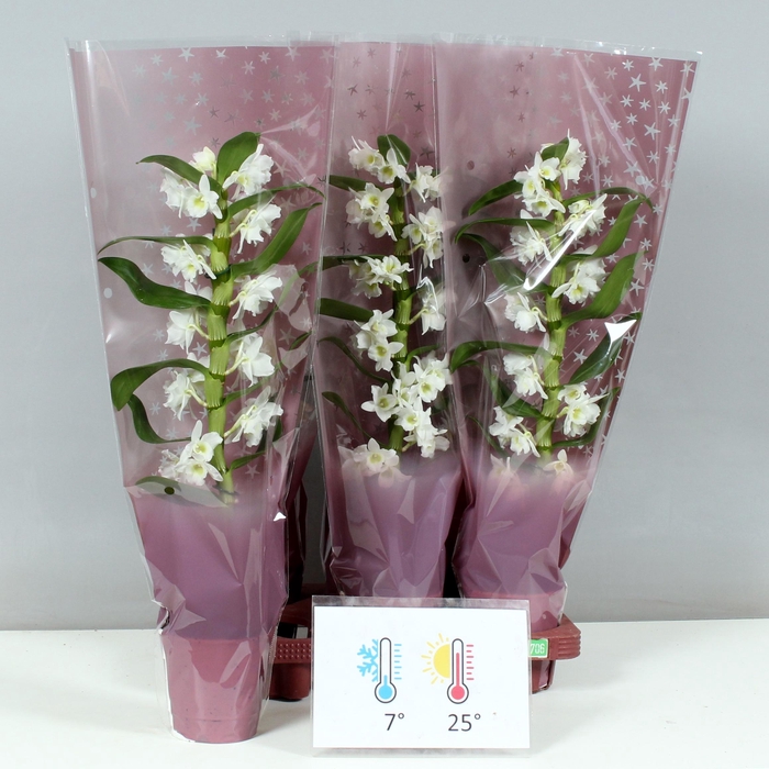 <h4>DENDR N SC APOLLON</h4>