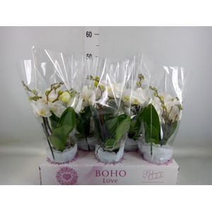 Phalaenopsis   ...white