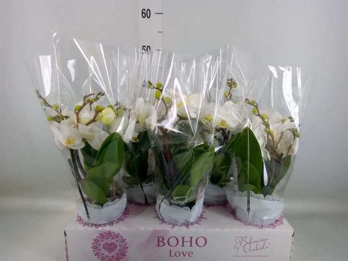 <h4>Phalaenopsis   ...white</h4>