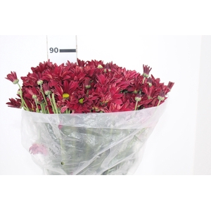 CRISANTEMO MORETTI 080 CM VERMELHO