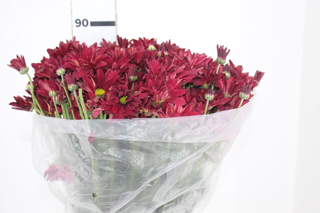 <h4>CRISANTEMO MORETTI 080 CM VERMELHO</h4>