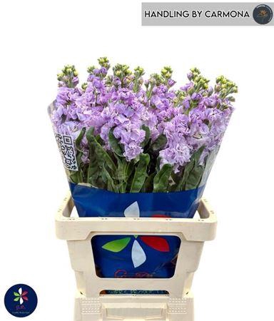 <h4>Matth Iron Marine</h4>